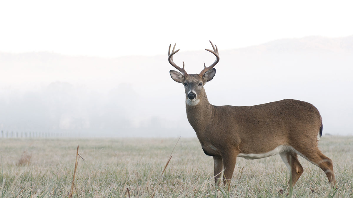 Young buck standing in foggy meadow.