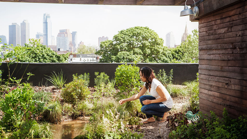 Harvesting the City: Top 20 Urban Forageables That Ensure You NEVER Starve in Town