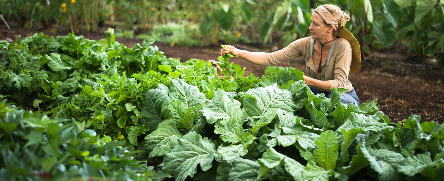 Planting for Your Family's Health - Camping Survival