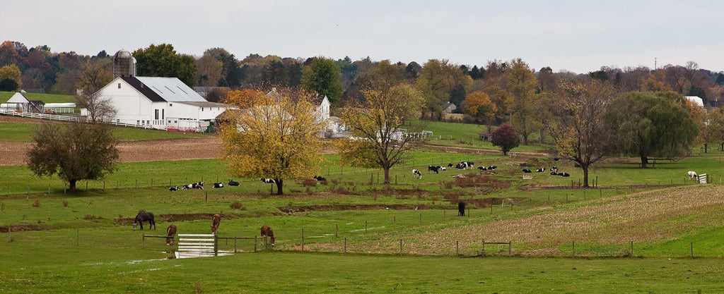 What Can We Learn from The Amish?