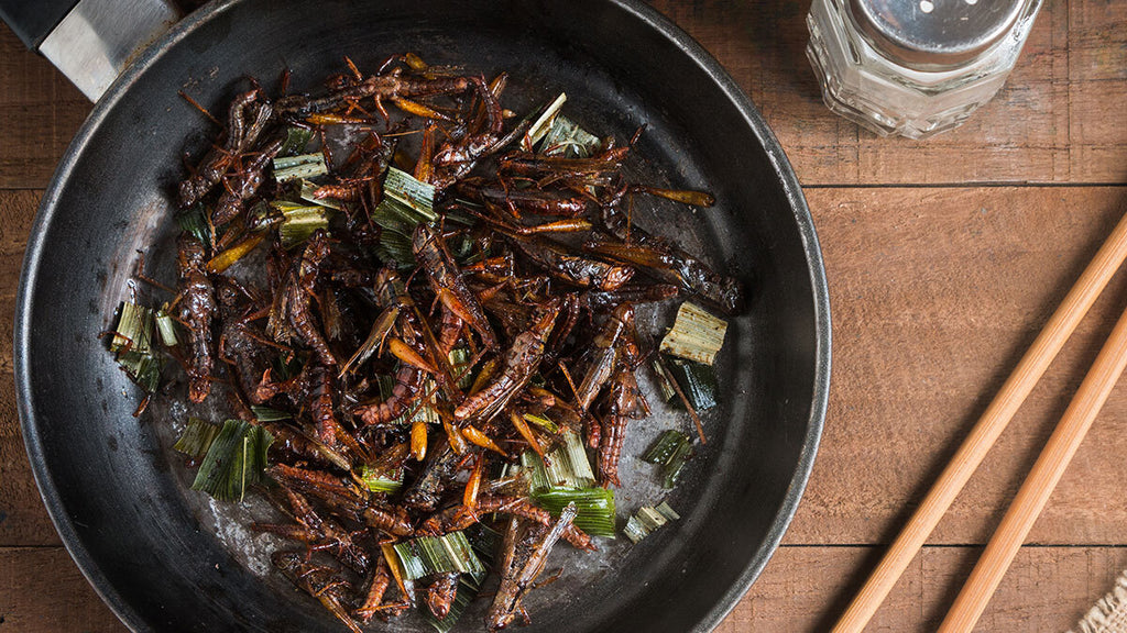 Top 5 Insects That You Can Eat in the Wild