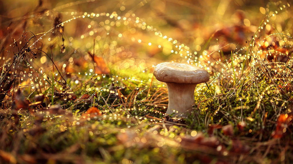 A Guide to Mushroom Hunting [Complete with Recipes]