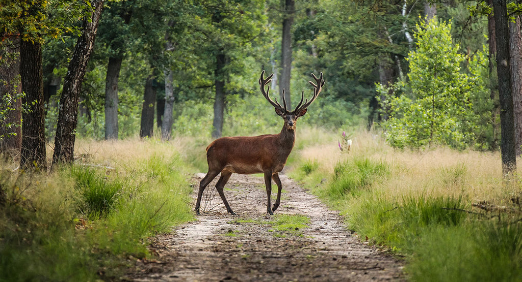 Read the Wilderness Like a Book: Adopt These Tracking Techniques Few Have Mastered